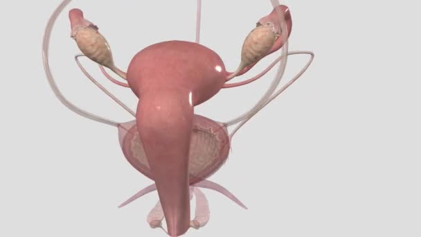 女性の生殖器系は 出産時に女性や女性を割り当てる人を助ける体の部分です — ストック動画