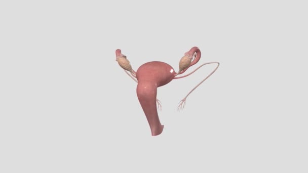 Samičí Reprodukční Systém Částí Těla Která Pomáhá Ženám Nebo Lidem — Stock video