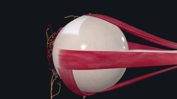 Gözler Görme Sisteminin Organlarıdır — Stok video