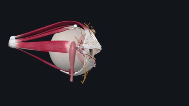 眼睛是视觉系统的器官 — 图库视频影像