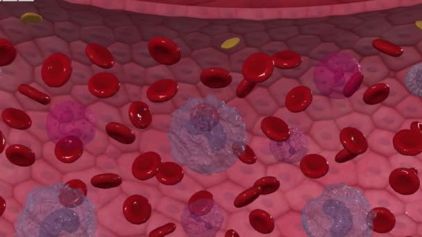 Eosinofielen Zijn Een Van Verschillende Witte Bloedcellen Die Immuunsysteem Ondersteunen — Stockvideo