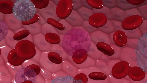 Eozinofiller Bağışıklık Sisteminizi Destekleyen Birkaç Beyaz Kan Hücresinden Biridir — Stok video