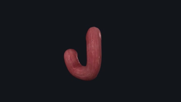 十二指肠是小肠最初的C形节段 是幽门螺旋体的延续 — 图库视频影像