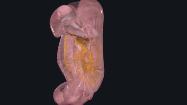 Système Digestif Est Composé Une Série Organes Qui Permet Votre — Video