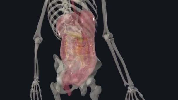 Sistema Digestivo Composto Por Uma Série Órgãos Que Permite Que — Vídeo de Stock