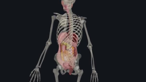 Sindirim Sistemi Vücudunuzun Besinleri Almasını Sağlayan Bir Dizi Organdan Oluşur — Stok video