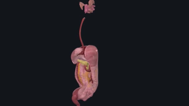消化系统由一系列器官组成 这些器官可以让你的身体获得营养 — 图库视频影像