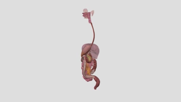 Digestive System Made Series Organs Allows Your Body Get Nutrients — Stock Video