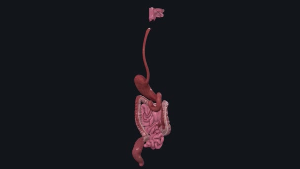 Verdauungssystem Besteht Aus Einer Reihe Von Organen Die Ihrem Körper — Stockvideo