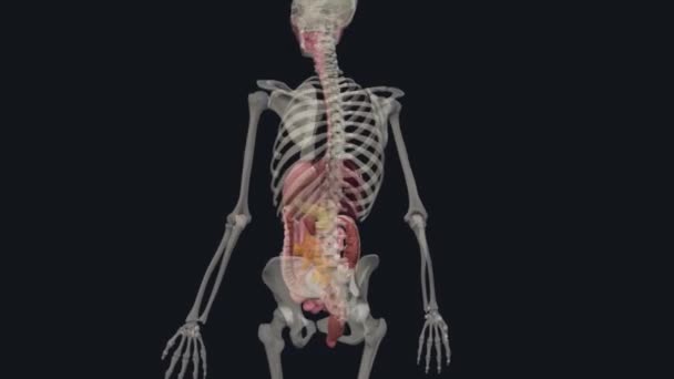 Sindirim Sistemi Vücudunuzun Besinleri Almasını Sağlayan Bir Dizi Organdan Oluşur — Stok video