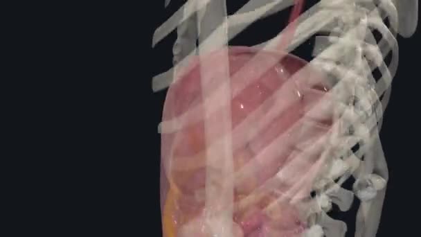 腹膜横断面部分 — 图库视频影像