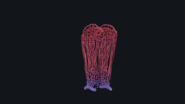 Corteccia Mesodermica Esterna Composta Cellule Che Secernono Steroidi — Video Stock