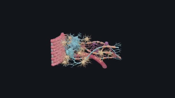 Celulas Tecido Nervoso — Vídeo de Stock