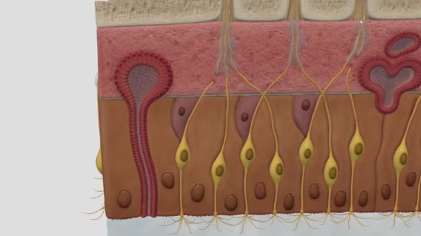 Клеточное Тело Обонятельного Сенсорного Нейрона — стоковое видео
