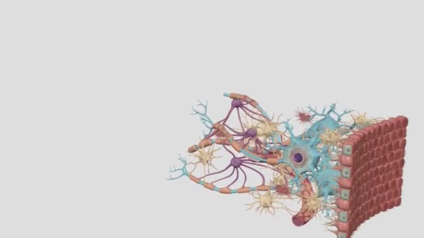 Нервная Ткань Состоит Двух Типов Клеток Нейронов Глиальных Клеток — стоковое видео