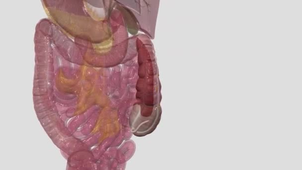 盲肠或盲肠是腹膜内的一种囊 被认为是大肠的开始 — 图库视频影像