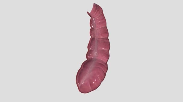 ケシウムまたはケカムは 大腸の始まりであると考えられているペリトニウム内の袋です — ストック動画