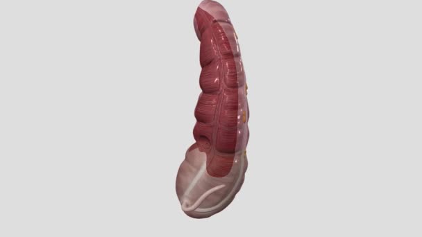 Cecum Caecum Pouch Peritoneum Considered Beginning Large Intestine — Stock Video