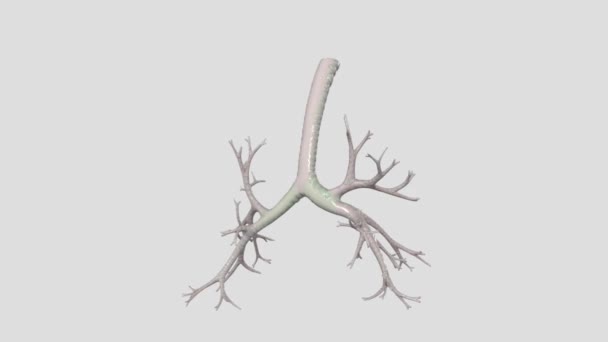 支气管是下呼吸道的通道或气道 将空气输送到肺部 — 图库视频影像