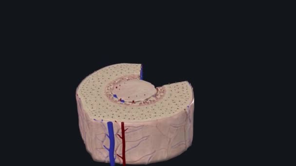 Querschnitt Eines Menschlichen Knochens Mit Knochenmark Schwammigem Knochen Und Blutgefäßen — Stockvideo