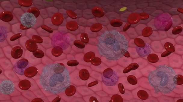 Ερυθρά Αιμοσφαίρια Μεταφέρουν Οξυγόνο Στους Ιστούς Του Σώματός Σας — Αρχείο Βίντεο