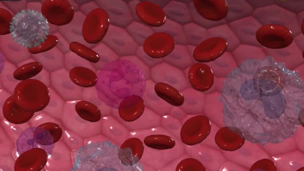 Los Glóbulos Rojos Transportan Oxígeno Los Tejidos Del Cuerpo — Vídeos de Stock