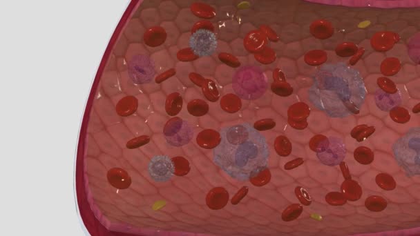 Czerwone Krwinki Transportują Tlen Tkanek Organizmu — Wideo stockowe