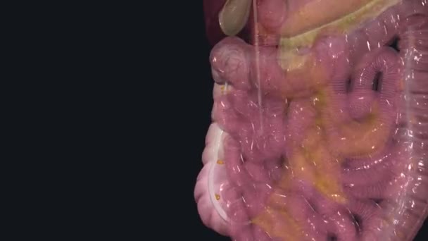 上升的结肠位于腹腔的右侧 在四角肌前部 — 图库视频影像