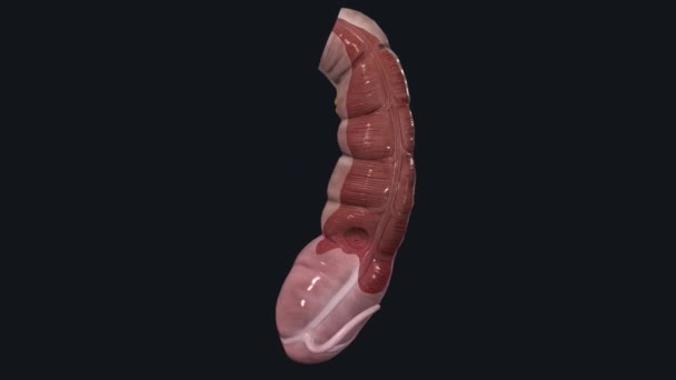 上升的结肠位于腹腔的右侧 在四角肌前部 — 图库视频影像