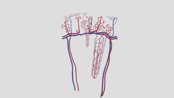 Las Arterias Arcuadas Del Riñón También Conocidas Como Arterias Arciformes — Vídeos de Stock