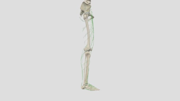 下肢前浅层淋巴血管 — 图库视频影像