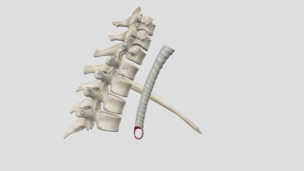 气管环间有称为环状韧带的纤维弹性组织带 — 图库视频影像