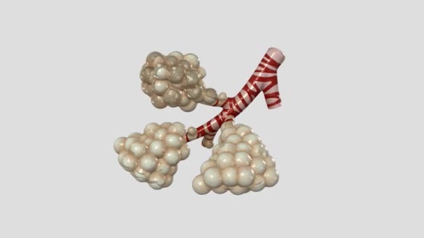 肺泡导管和Saccules 3D医疗 — 图库视频影像