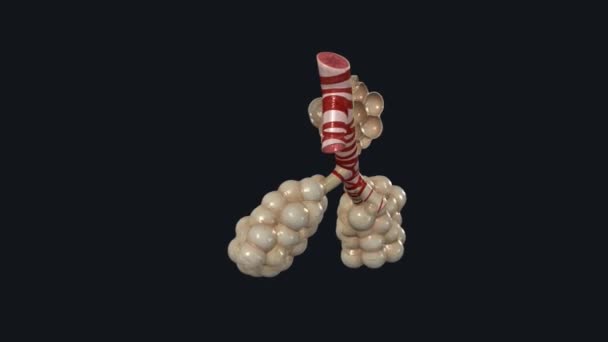 肺泡导管和Saccules 3D医疗 — 图库视频影像