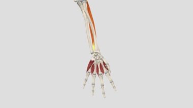 Extensor Digitorum - Parmak Kaçırma .