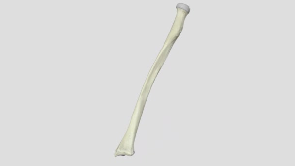 半径は前腕を構成する2つの骨の1つで もう1つは潰瘍です 手首のラジオカルペルジョイントと肘のラジオナルのジョイントを形成します — ストック動画