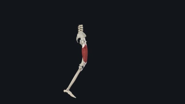 股骨内侧的Vastus与构成股四头肌的其他肌肉一起 伸展膝关节 — 图库视频影像