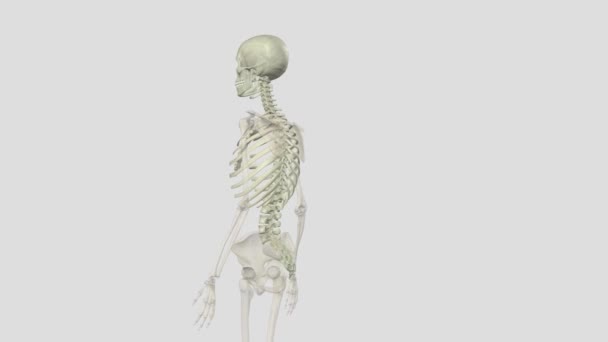 アキシアルスケルトンは 体の中央コア内の80の骨で構成されています — ストック動画
