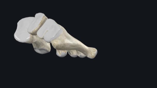Tarağı Kemiği Bilek Karpal Kemikleri Arasındaki Birkaç Tüp Kemikten Herhangi — Stok video