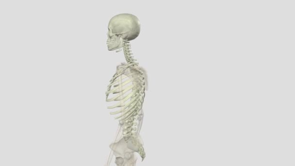 Esqueleto Axial Composto Pelos Ossos Dentro Núcleo Central Seu Corpo — Vídeo de Stock