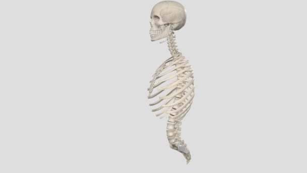 Axialskelett Besteht Aus Den Knochen Zentralen Kern Des Körpers — Stockvideo