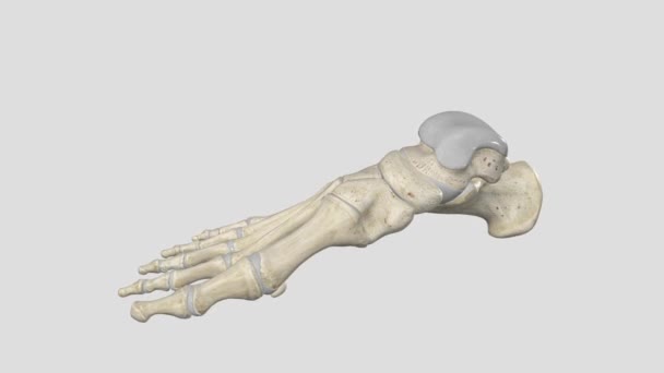 人間の足は 26の骨 33の関節を含む強力で複雑な機械構造であり そのうち20は積極的に関連付けられている — ストック動画