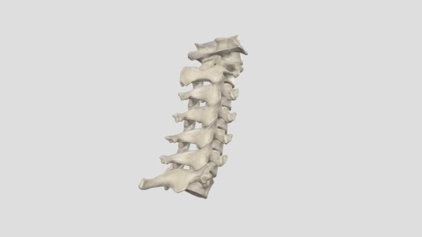 C1からC7と呼ばれる7つの子宮頸椎からなる子宮脊椎は クランジカルジャンクション Ccj とスキューバキシャルスパインの2つの主要なセグメントに分かれています — ストック動画