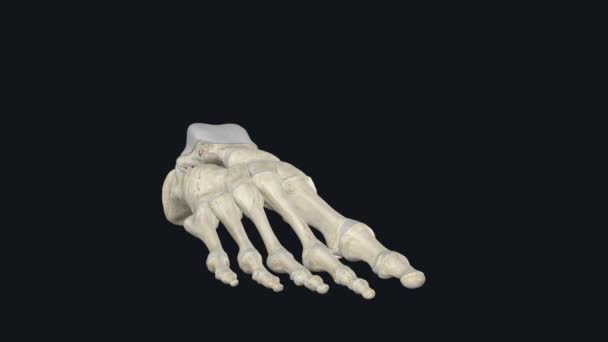 Human Foot Strong Complex Mechanical Structure Containing Bones Joints Which — Stock Video
