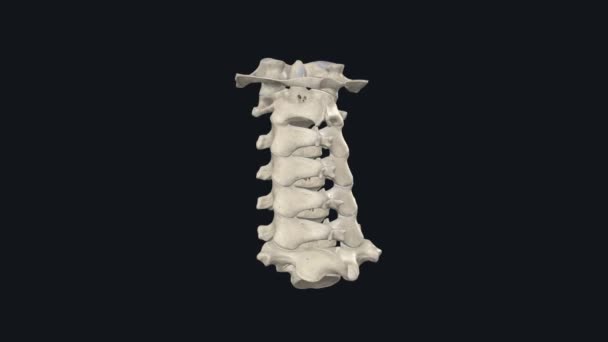 Columna Cervical Compuesta Por Siete Vértebras Cervicales Denominadas Divide Dos — Vídeos de Stock
