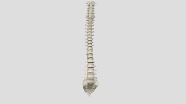 Vertebral Column Houses Spinal Canal Cavity Encloses Protects Spinal Cord — Stock Video