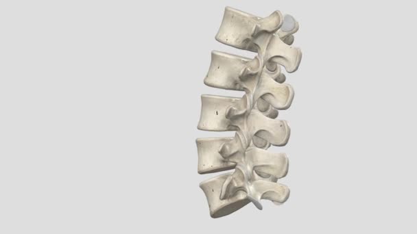 在人体解剖学上 腰椎是位于肋骨笼和骨盆之间的五种椎体 — 图库视频影像