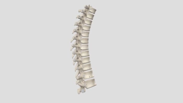 Vertebrados Las Vértebras Torácicas Componen Segmento Medio Columna Vertebral Entre — Vídeo de stock