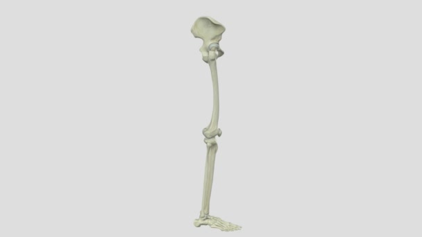 下肢解剖学 チビア フィブラ パテラ — ストック動画