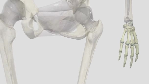 Die Knochen Der Hand Lassen Sich Drei Kategorien Einteilen Handwurzelknochen — Stockvideo